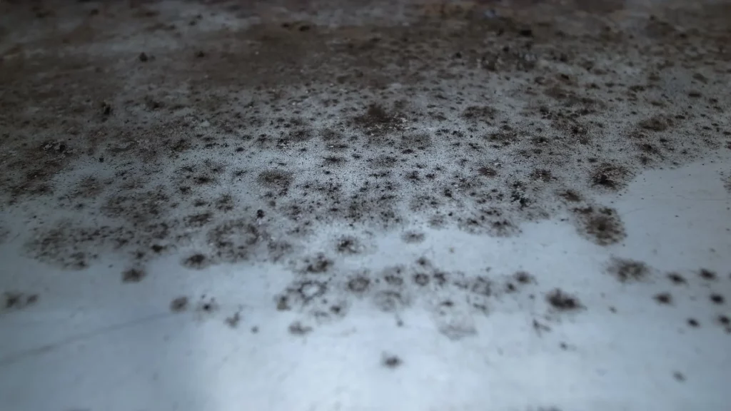 Mold